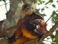 Lemure mamma con piccolo 3